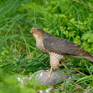 Sparrow Hawk on a Wood Pigeon DM1479