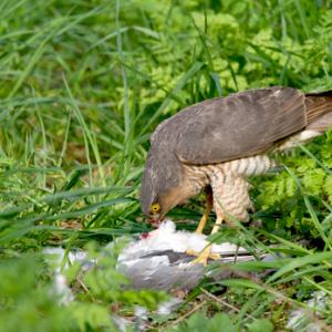 Sparrow Hawk on a Wood Pigeon DM1480