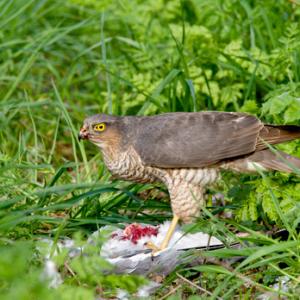 Sparrow Hawk on a Wood Pigeon DM1481