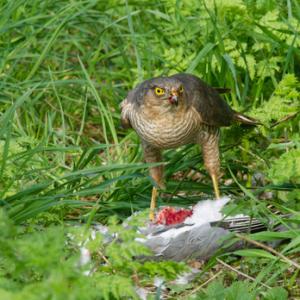 Sparrow Hawk on a Wood Pigeon DM1482