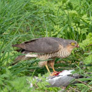 Sparrow Hawk on a Wood Pigeon DM1483