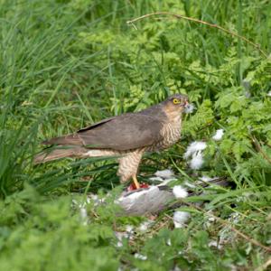 Sparrow Hawk on a Wood Pigeon DM1484