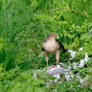 Sparrow Hawk on a Wood Pigeon DM1485