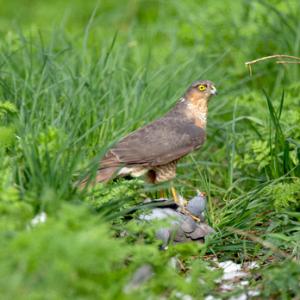 Sparrow Hawk on a Wood Pigeon DM1486