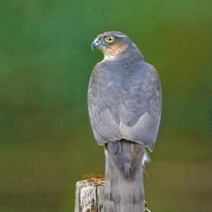 Sparrowhawk  DM0446