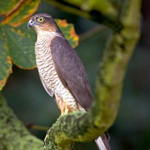 Sparrowhawk DM0439
