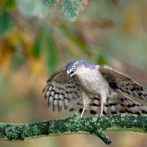 Sparrowhawk DM0444