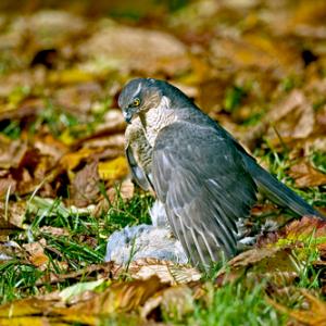 Sparrowhawk with Grey Partridge  DM0445