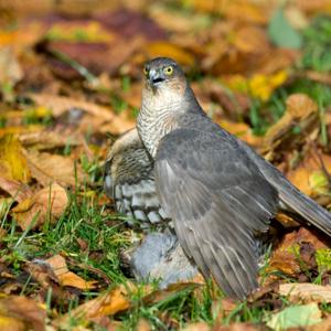 Sparrowhawk with Grey Partridge DM0440