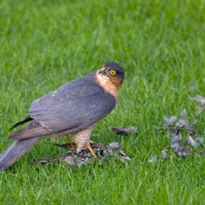 Sparrowhawk with a Starling DM0461