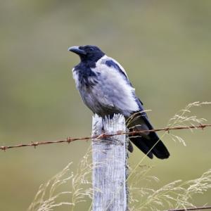 Corvids