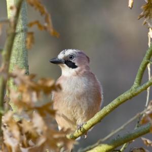 Jay DM0788