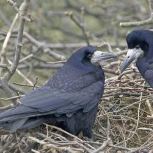 Pair of Rooks 1