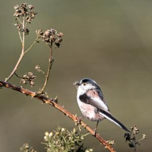    Long tail-tit  DM1854