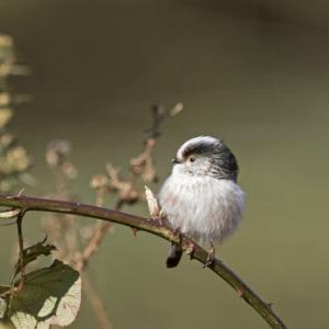    Long tail-tit DM1855