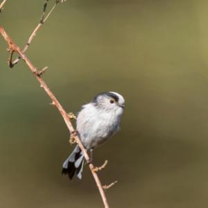    Long tail-tit DM1856