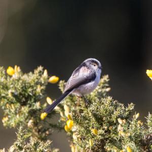    Long tail-tit DM1857