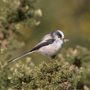    Long tail-tit DM1858