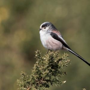    Long tail-tit DM1859