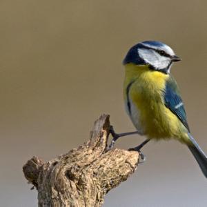   Blue Tit DM1762