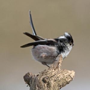   Long tail-tit DM1763