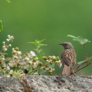  Dunnock DM1797