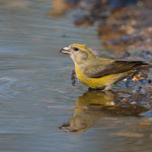  Female Crossbill  DM1779