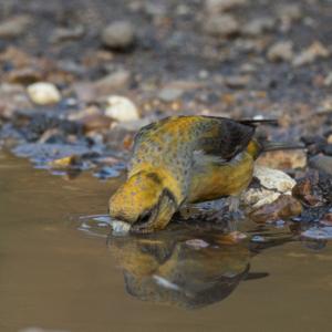  Female Crossbill  DM17882