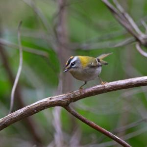  Firecrest  DM1794