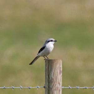  Great Grey Shrike DM1862