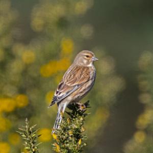  Linnet DM1860