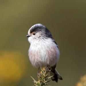  Long tail-tiT DM1765