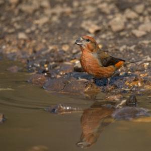  Male  Crossbill  DM1780