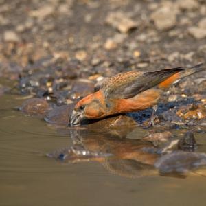  Male  Crossbill  DM1781