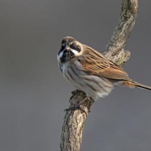  Reed Bunting DM1766