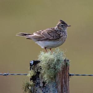  Skylark DM1811