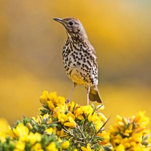  Song Thrush DM1812