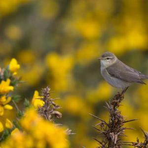  Willow Warbler DM1831