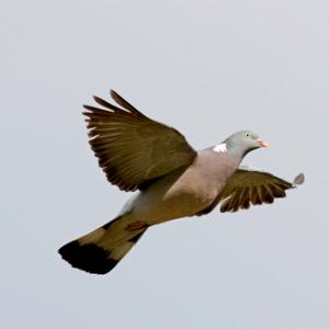  Wood Pigeon in Flight  DM1767