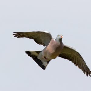  Wood Pigeon in Flight  DM1768