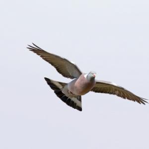  Wood Pigeon in Flight DM1769