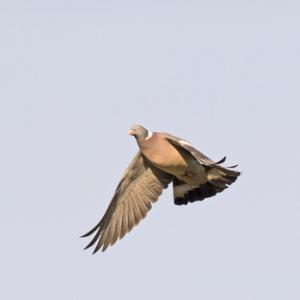  Wood Pigeon in Flight DM1770