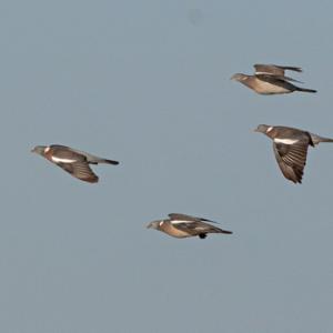  Wood Pigeons in Flight DM1853