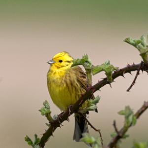  Yellowhammer  DM1863