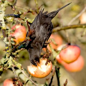 Blackbird 2