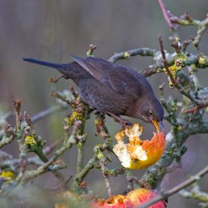 Hen Blackbird