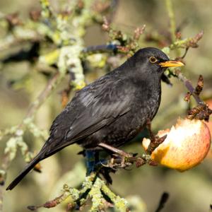 Blackbird DM0766