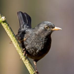 Blackbird DM0767