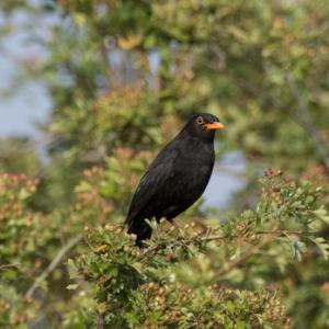 Blackbird DM1771