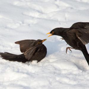 Blackbirds Fighting DM1772